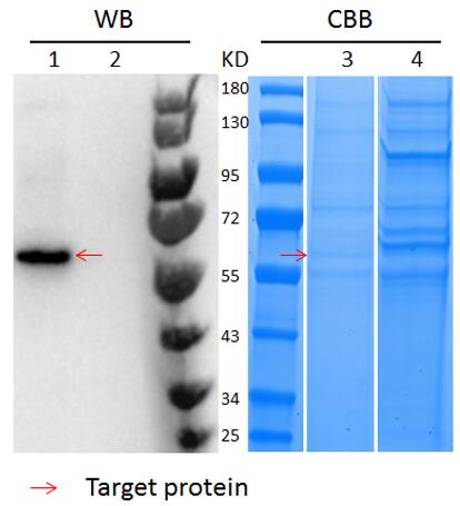 SDS-PAGE analysis of purified human cxcr4, 5 ul/Line.